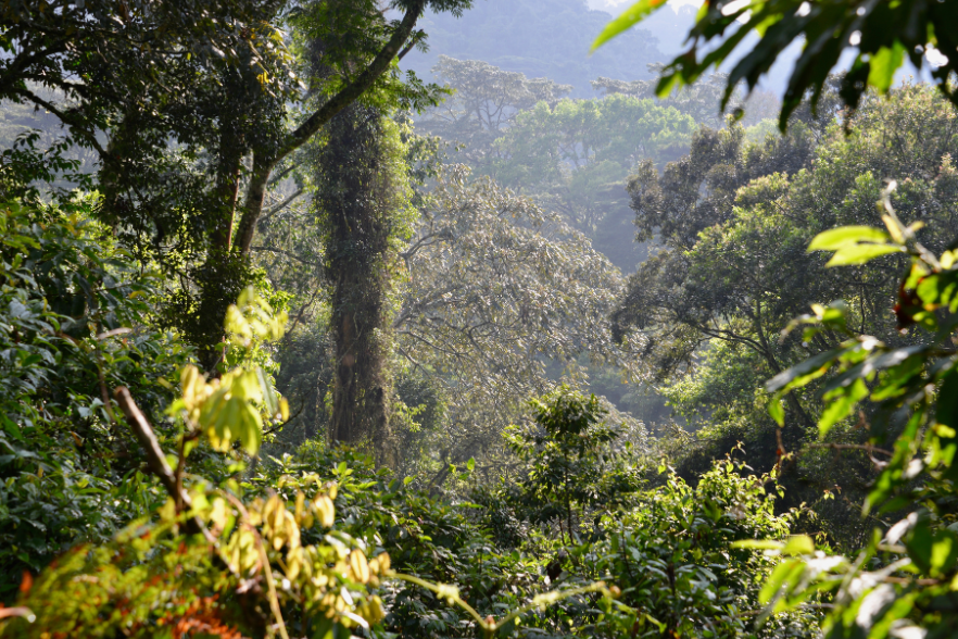 Bwindi Impenetrable Forest National Park in Uganda
