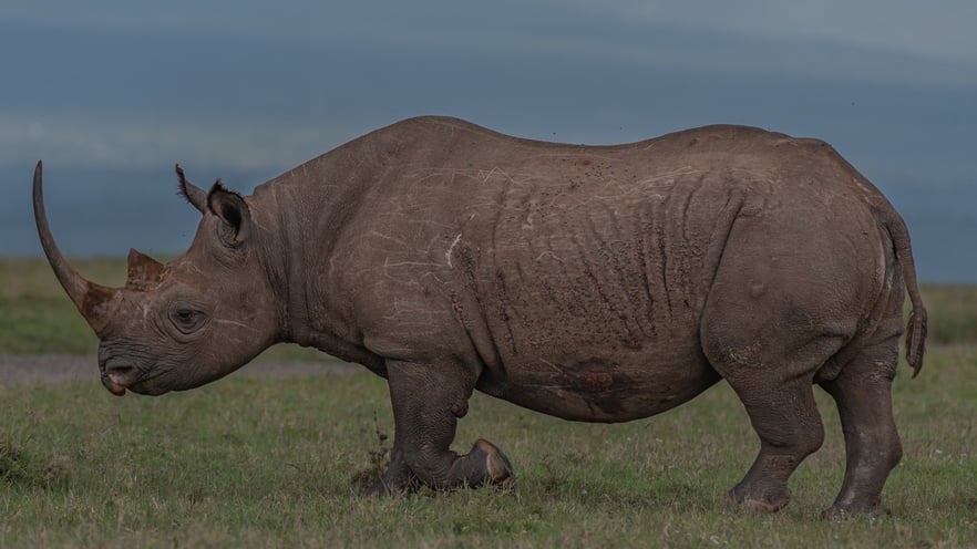 Black Rhino (Gideon) Large