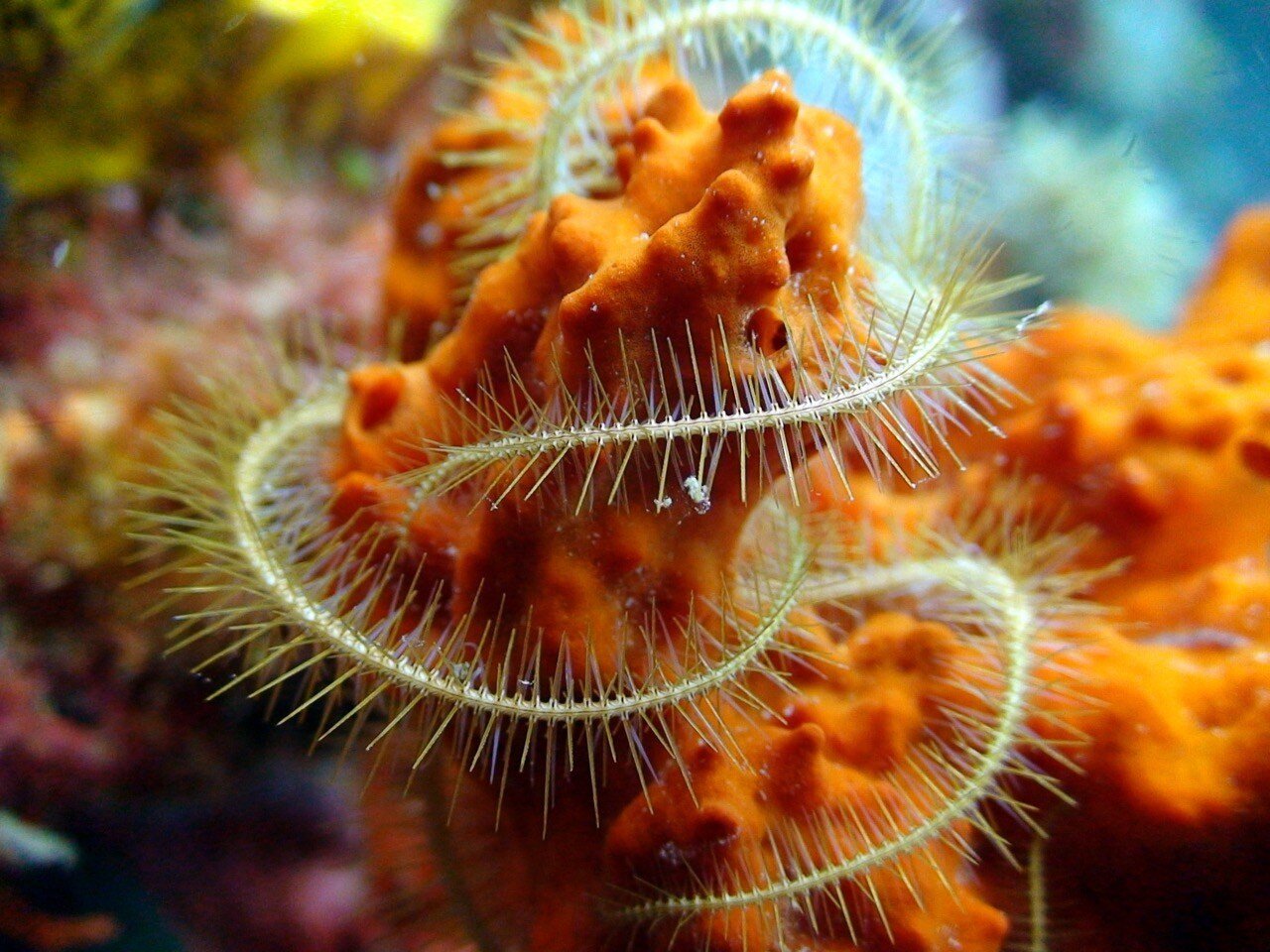 Copy of color-coral-2-manta-resort Large