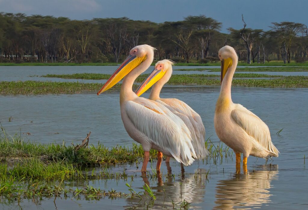 What Makes Soysambu Conservancy Special?