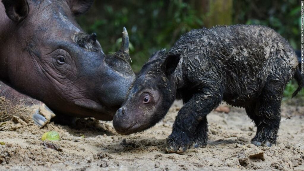 World Rhino Day 2022: 5 Interesting Rhino Facts