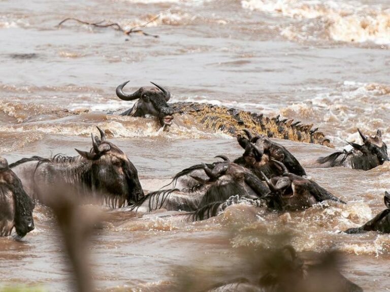 5 Interesting Facts About The Great Migration