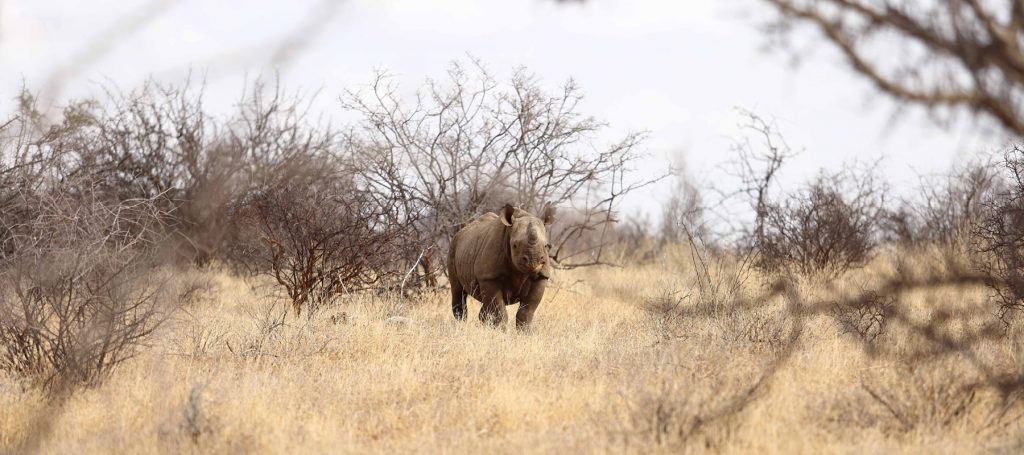 Image by Brian Siambi