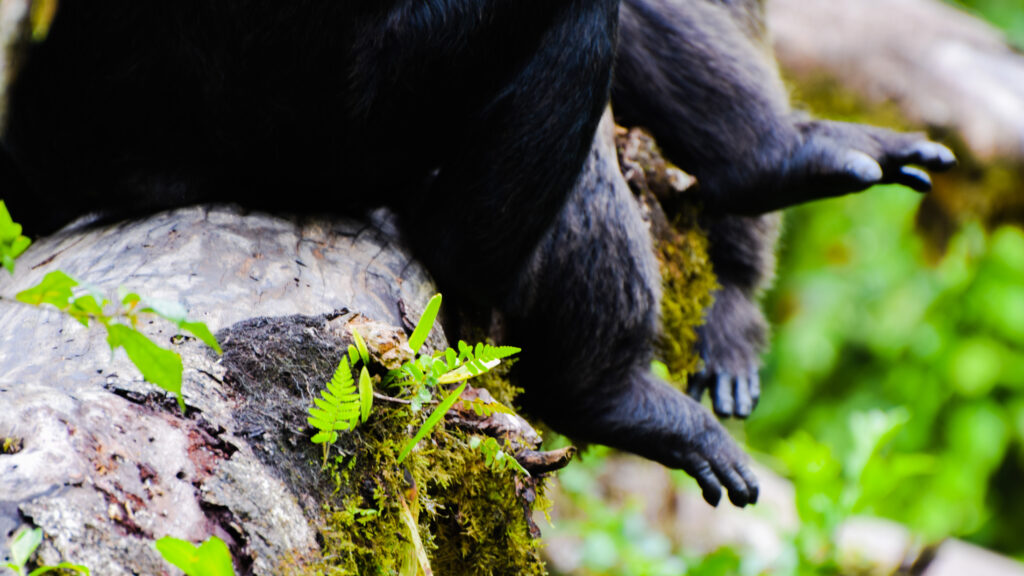 Kibale offers a habituation experience 