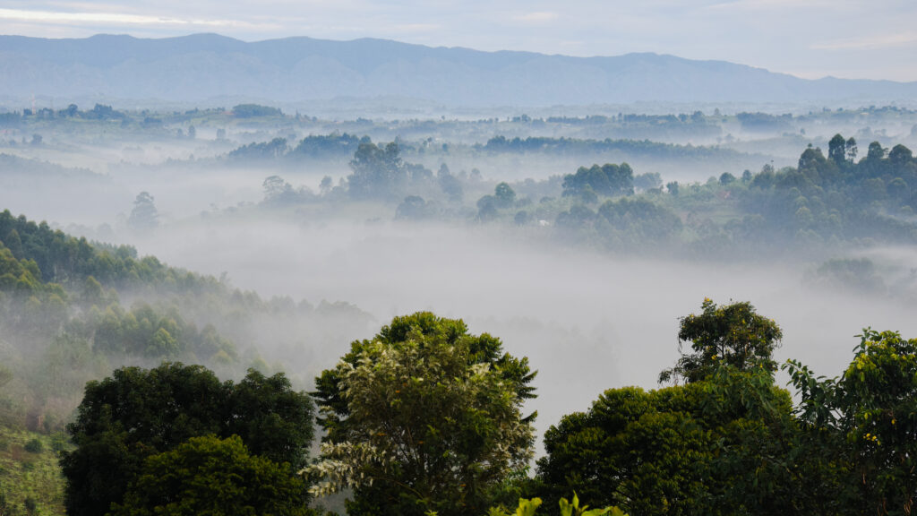A view of the Rwenzori Mountains while approaching Kibaale National Park | Photo by Riccardo Zennaro