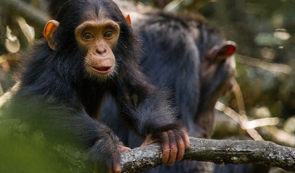 Ol-Pejeta-Chimpanzee-Sanctuary-1