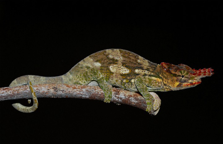 What’s the best place to go looking for snakes in Kenya?