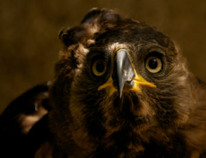 Siana-Crowned-Eagle