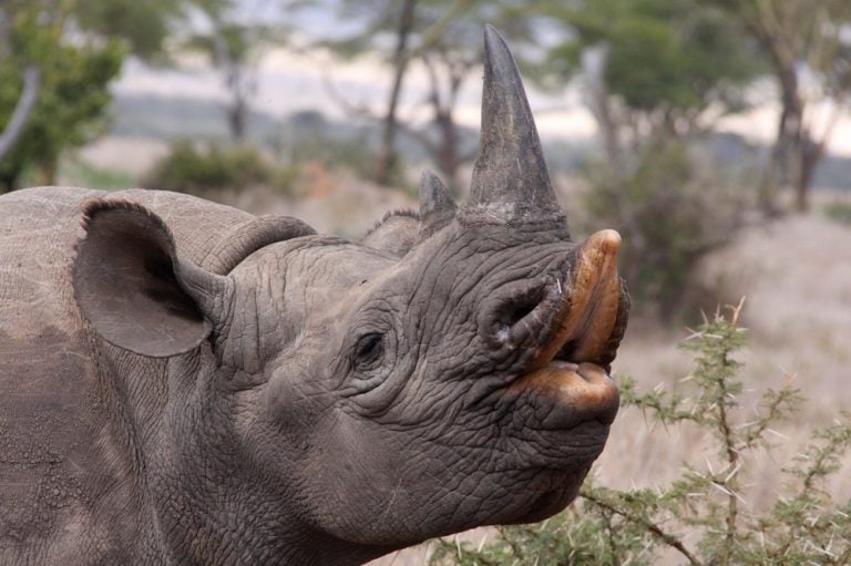 World Rhino Day 2022: 5 Interesting Rhino Facts