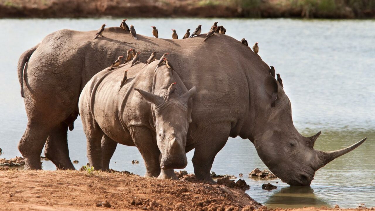 World Rhino Day 2022: 5 Interesting Rhino Facts